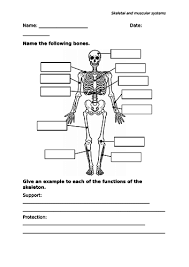 The skeletal and muscular system. Skeletal And Muscular Systems Teaching Resources