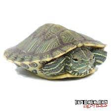 Baby Cumberland Slider Turtles For Sale Underground Reptiles Underground Reptiles Animals For Kids Reptiles