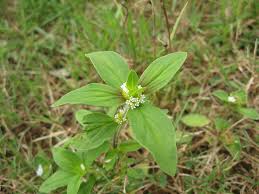 Image result for Spermacoce princeae