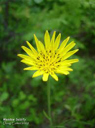 Meadow Salsify Aka Showy Goat S Beard Or Meadow Goat S Beard Tragopogon Pratensis Family Aster Asteraceae Ha Plant Photography Goats Beard Wild Flowers
