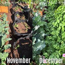 Keep the soil moist but, not saturated. How To Grow Potatoes In Containers Growing In The Garden