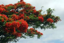 Image result for Delonix