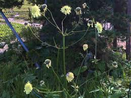 Image result for Cephalaria integrifolia
