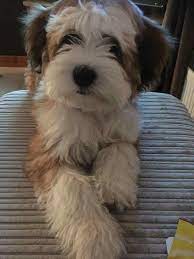Tibetan Terrier Havanese Puppies Cute Dogs Havanese Dogs