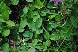 Image result for Desmodium incanum