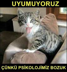 Iyi Geceler Bunu Unutma Resim Kedi