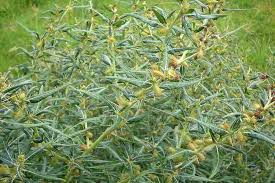 Image result for Xanthium spinosum
