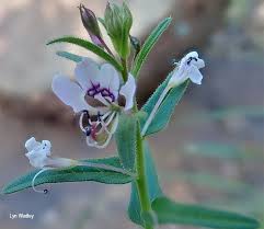 Image result for Cleome monophylla