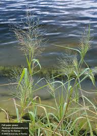 Image result for Panicum monticola