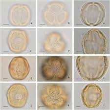 Image result for Aeschynomene sp. B