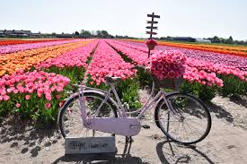 We've all seen the impressive photos: Fam Flower Farm Tulip Heaven In The Netherlands Amsterdam Wonderland