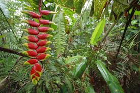Hanging Heliconia Peru Hd Wallpaper Heliconia Tropical Garden Flowers
