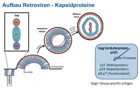 A) 1s22s3 b) 1s22p3 c) 1s22s22p1 d) 2s22p3 e) 1s22s23s1 Lg 12 2 Fog Hiv Und Aids Karteikarten Quizlet
