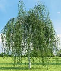 White Birch Trees For Sale Near Me Weeping White Birch Tree Spring Only Birch Trees Garden Birch Trees Landscaping White Birch Trees