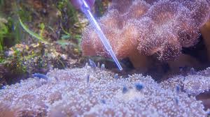 Das ist auf den fotos vom letzten parteitreffen so unübersehbar, dass selbst das staatsfernsehen sich veranlasst sah,. Kim Jong Un Hat Abgenommen Ganz Nordkorea Spricht Daruber