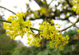 Maybe you would like to learn more about one of these? The Bright Yellow Flowers Of Cornus Mas Are An Early Promise Of Spring Seattle Japanese Garden