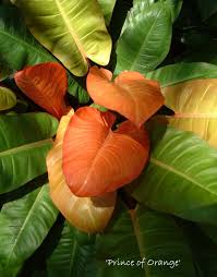 Depending on how the light shines on the leaves, the philodendron plant can look dark green, light green, or bronze. Philodendron Prince Of Orange How To Grow This Plant Indoors