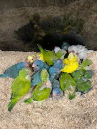 Please stop in to meet the adorable puppies and get all their details. Pets R Us Omaha Home Facebook