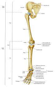 Bone basics and bone anatomyhave you ever seen fossil remains of dinosaur and ancient human the smallest bone in the human body is called the stirrup bone, located deep inside the ear. Pin On Skeletal System