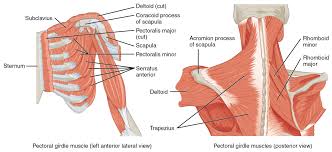 Study of three male figures by michaelangelo. Extrinsic Back Muscles Anatomy Online Medical Library