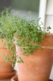 Check spelling or type a new query. 8 Herbs To Grow Indoors Year Round Lady Lee S Home