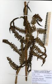 Image result for Cyclosorus striatus