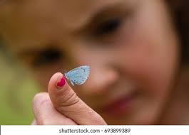 3,173 Blue Butterfly On Finger Royalty-Free Images, Stock Photos & Pictures 