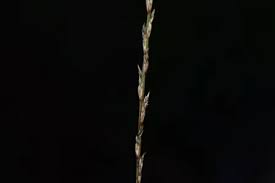 Image result for Tripogon