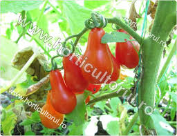 Rosii cherry pentru iarna la congelator. Tomatele Rosiile Cherry Cultivare Horticultorul Ro
