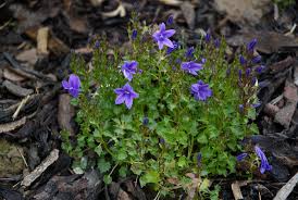 'resholt variety' has the best blue of all the campanula portenschlagiana and its hybrids. Campanula Portenschlagiana At Digging Dog Nursery