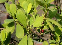 Image result for Erythroxylaceae