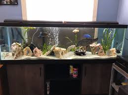 Original Rock And Plant Placement In My 125 Gallon Aquarium I Will Be Adding More Rocks Plants And Malaysi 125 Gallon Fish Tank Diy Fish Tank Fish Tank Stand