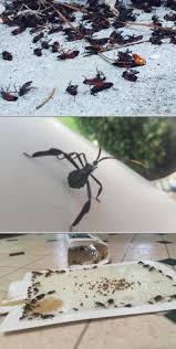 270 environmental specialist jobs available in atlanta, ga on indeed.com. 45 Best Pest Control In Atlanta Ideas Pest Control Services Pest Control Pests