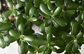 This gives the plant a soft, lush appearance. How To Use Jade Plants In Feng Shui Lovetoknow
