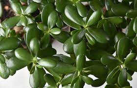 It is lucky if it gets watered 3 times a year. How To Use Jade Plants In Feng Shui Lovetoknow