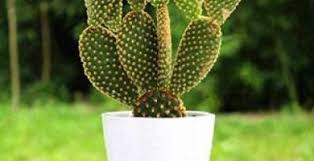Pueden tener o no ramificaciones. áˆ Todo Sobre Cactus Y Suculentas 2021