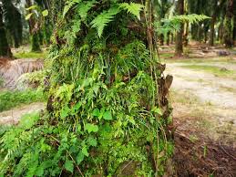 Image result for Vittaria