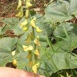 Image result for Crotalaria trichotoma