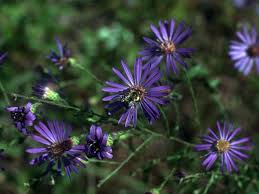 Image result for Aster chimanimaniensis