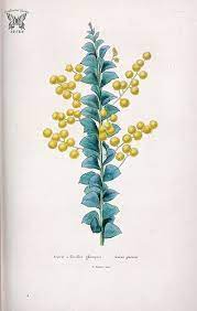 Pin On Flower Illustrations