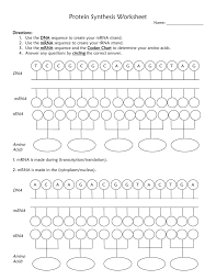 Practice with mrna trna codons answer key displaying top 8 worksheets found for this concept. Visual Protein Synthesis Worksheet
