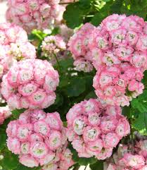 Stehende Geranie Appleblossom 1a Qualitat Baldur Garten In 2020 Geranien Sommerblumen Garten