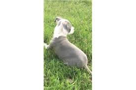 Favorite this post jun 15 fawn pitbull puppies $850 (inl) pic hide this posting restore restore this posting. American Pit Bull Terrier Puppies For Sale From Dallas Fort Worth Texas Breeders