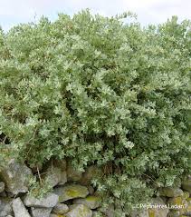 Image result for Atriplex halimus