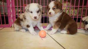 Australian shepherds need weekly brushing to avoid matting. Puppies For Sale Local Breeders Exceptional Red Merle Red Tri Color Australian Shepherd Puppies For Sale In Atlanta Georgia At Puppies For Sale Local Breeders