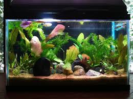 Very Beautiful Planted Tank 10 Gallon Fish Tank Betta Fish Fish Tank Stand