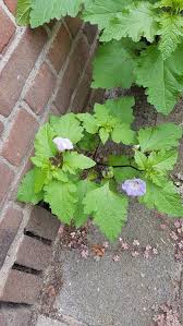 Image result for Nicandra physalodes