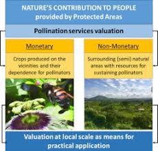 It's mainly accomplished by insects. Valuing Nature S Contribution To People The Pollination Services Provided By Two Protected Areas In Brazil Sciencedirect