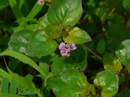 Image result for Boerhavia