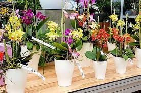 Orchideen verpacken folie kreativersum, stampin up, su, verpackung, geschenk, mann. Orchideen Verschenken 5 Tipps Nicht Nur Fur Die Kalte Jahreszeit Diese Rombergs